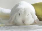 Фото металлического белого кролика на 2011 год